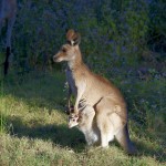 Australien